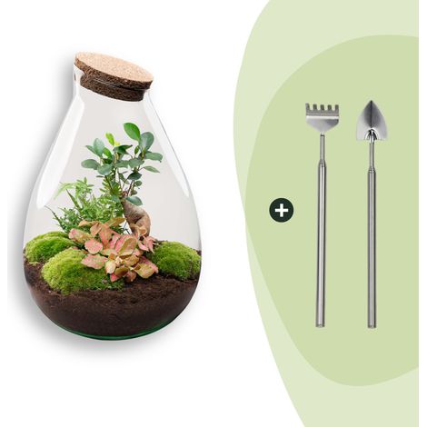 Terrarium Plante DIY Kit Écosystème Autonome Bonsaï Ficus et Fittonia Rouge Ø 29 x 37 cm - PANGIVO