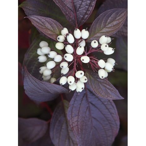 Cornouiller blanc 'Siberian Pearls' Pot de 7,5L/10L (1/3)