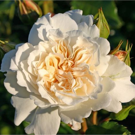 2 x Rosa  - Rosier Kordes - Rosa 'Petticoat'®