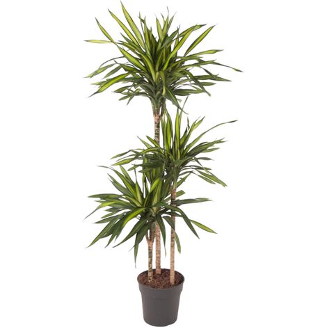 Dracaena Riki Plante d'Intérieur Verte Striée Hauteur 140 cm Pot ø24 cm Décoration Salon - PANGIVO (1/4)