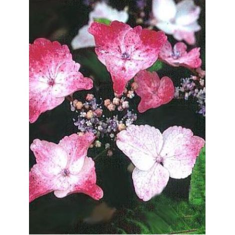 Hortensia 'Intermedia' Pot de 7,5L/10L (1/2)
