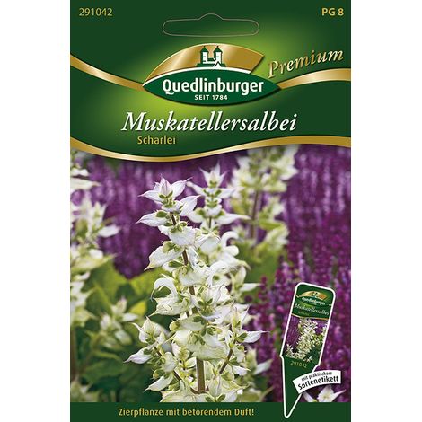 Quedlinburger Saatgut – Sauge sclarée – Graines d'herbes aromatiques, bisannuelle, hauteur env. 110 cm
