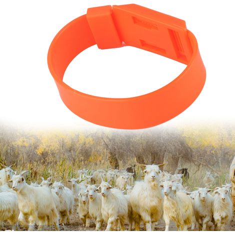 10 colliers de cou pour moutons à vendre, 36 cm, orange, avec étiquettes colorées, pattes et embouts en caoutchouc. (1/5)
