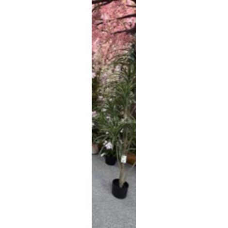 Dracena verde blc edi h175 - Atmosphera créateur d'intérieur (1/3)