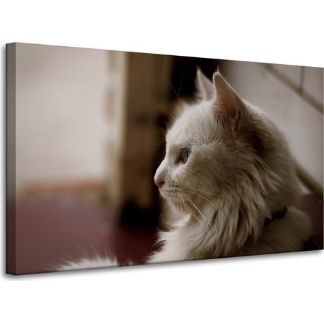 Leinwanddruck Tiere Weiße Katze 100x60 cm