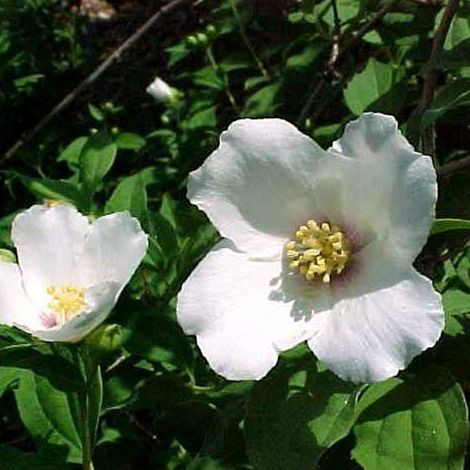 Seringat - Philadelphus 'Belle Etoile' - 50-60 cm pot (1/4)
