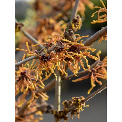 Noisetier de sorcière 'Aphrodite' Pot de 3L/4L (1/2)
