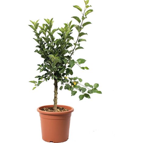 Pianta Melo Nano - Malus Domestica - Piante da Frutto - Vaso Ø 24 cm (1/3)
