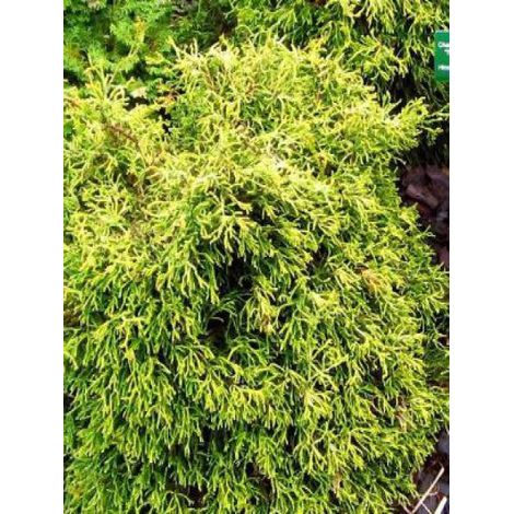 Cyprès hinoki du Japon 'Tsatsumi Gold' Pot de 2L/3L (1/3)