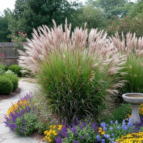Miscanthus, Roseau de Chine Gracillimus/Lot de 3 godets