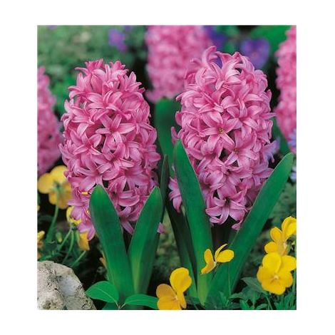 JACINTHE PINK PEARL - 3 BULBES