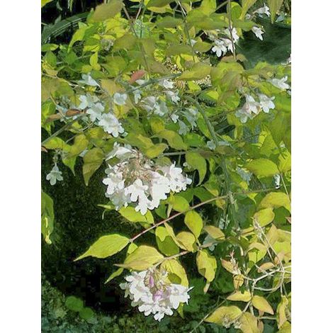 Buisson de beauté 'Maradco' Pot de 3L/4L (1/3)
