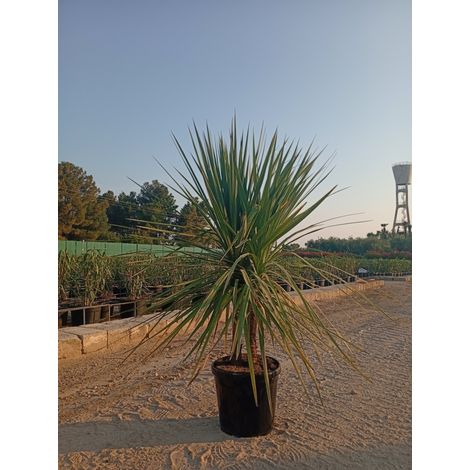 CORDYLINE AUSTRALIS VASO 40