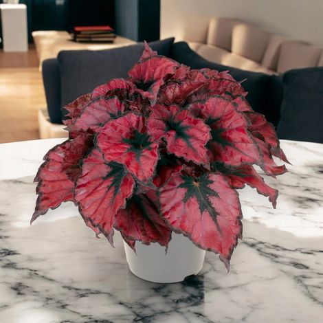Gardenaria Begonia rex 'Kohala red' - Pianta da interno ornamentale - Altezza: 25 cm (vaso 13) (1/5)