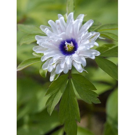 Anémone des bois, Anémone Sylvie 'Blue Eyes' Godet de 8/9 cm calibre I