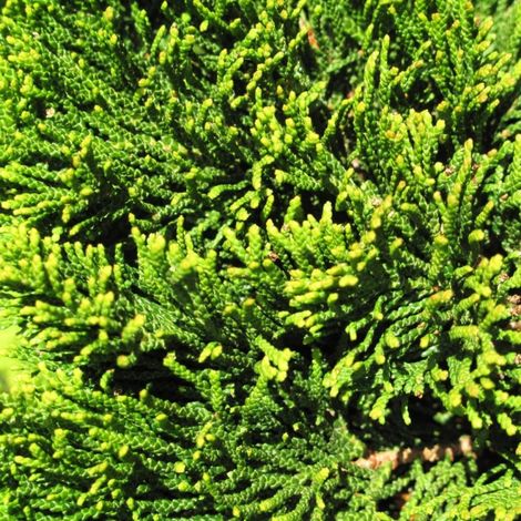 Faux-cyprès de Hinoki Maureen - Chamaecyparis obtusa Maureen 15/25cm Pot 2,5L (1/3)