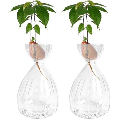 Lot de 2 pots en verre pour graines d'avocat, pots fleurs pour avocat en croissance, kit de culture d'arbre avocat en verre pour jardinage (Transparent) (1/5)