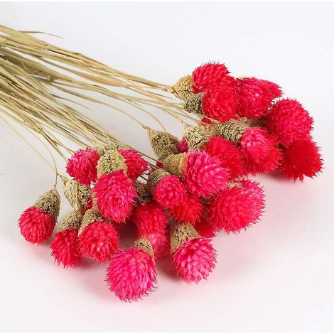 Bouquet de fleurs séchées naturelles en forme de bouton de Billy rouge, idéal pour les mariages et la décoration intérieure. (1/5)