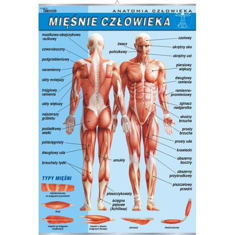 Système musculaire. Infographie pédagogique