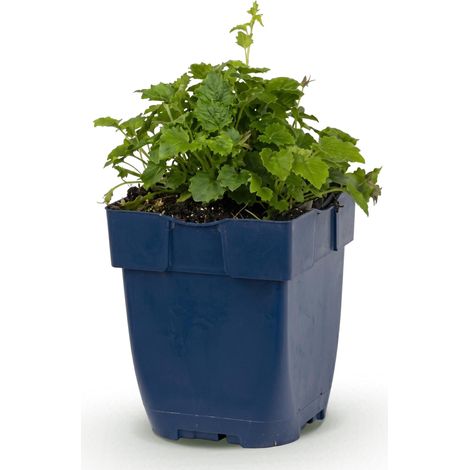 Campanule Lisduggan Variety Plante Vivace Couvre-sol Blanche 1 Plante Pot Ø 11 cm - PANGIVO (1/5)