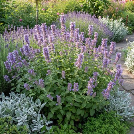 Herbe aux chats - Menthe des chats Citriodora, Nepeta/Lot de 3 godets
