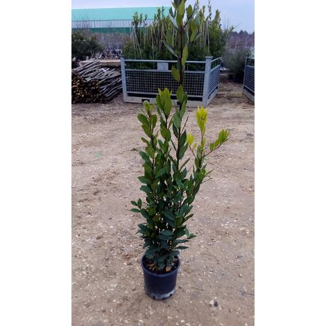 N.100 PIANTE DI ALLORO VASO 18 altezza cm 70/80 cm (foto reali)