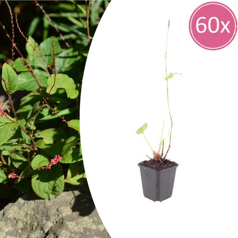 Lot de 60 Persicaria amplexicaulis 'Speciosa' Renouée Rouge Foncé Vivace Pot Ø9cm H10-25cm - PANGIVO (1/5)