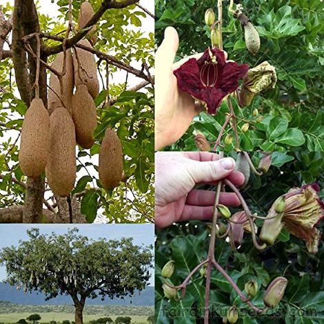 Kigelia africana (arbre à saucisses) photos réelles