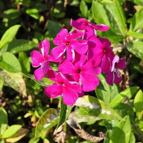 4 x Phlox paniculé  - Phlox paniculata 'Rijnstroom'  - godet 9x9 (1/4)