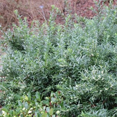 Gardenaria Sarcococca ruscifolia - Arbusto ornamentale da giardino - Altezza: 50/70 cm (vaso19) (1/2)