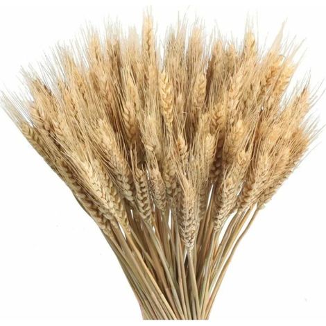 Blé Séché Bouquets Fleurs Sechees Naturelles Decoration pour Balcon Maison Table Composition Florale 100pcs 40cm (1/5)