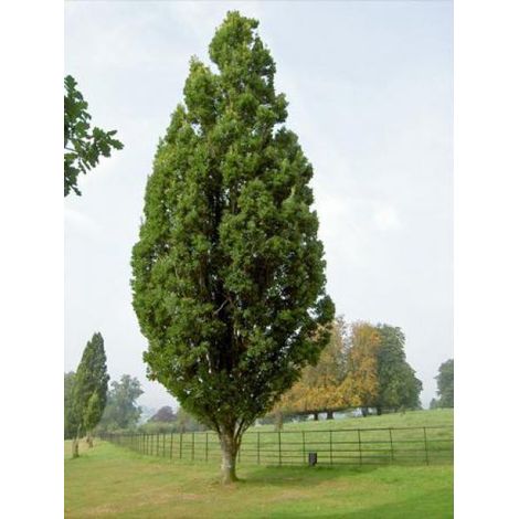 Chêne pédonculé 'Fastigiata Koster' Pot de 20L/25L