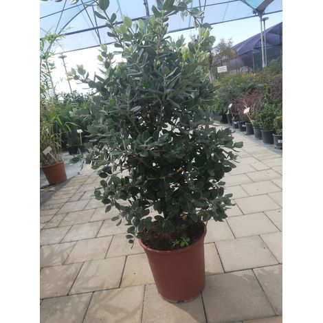 Metrosideros Excelsus v24 h85-95 cm