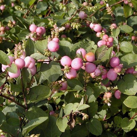 Symphorine Magic Berry, Symphoricarpos/Pot de 3L - 20/40 cm