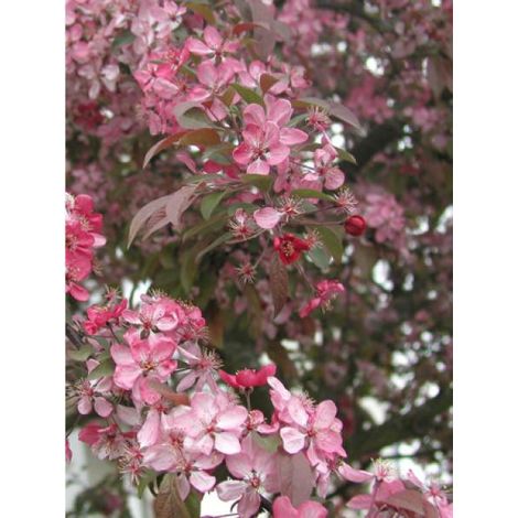 Pommier d'ornement Coccinea® 'courtarou' Pot de 7,5L/10L