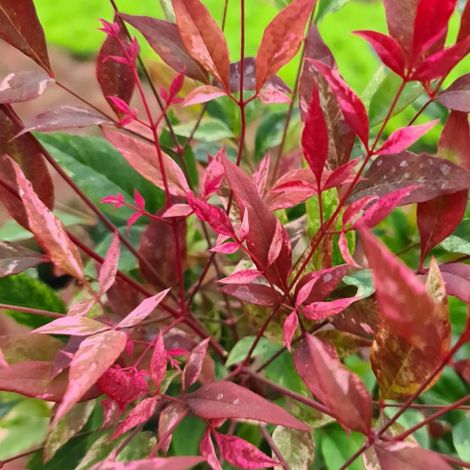 Bambou sacré Red Light® 'NRL2015', Nandina/Pot de 3L - 20/40 cm