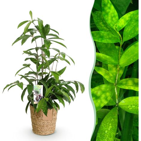 Dracaena surculosa - Plante d'intérieur Arbre à sang de dragon avec Panier - 60-70 cm - Pot Ø17cm - PANGIVO (1/5)