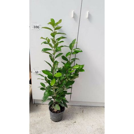 PIANTA DI PRUNUS LAUROCERASUS " LAUROCERASO " V.18 ALTEZZA 60/70 CM (foto reali)
