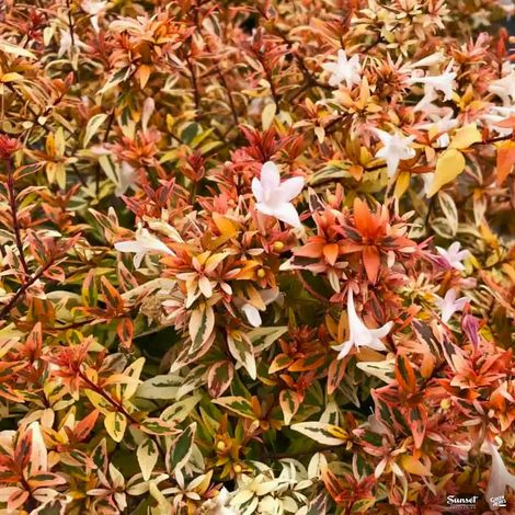 ABELIA LADY PEACH IN VASO DA 11CM