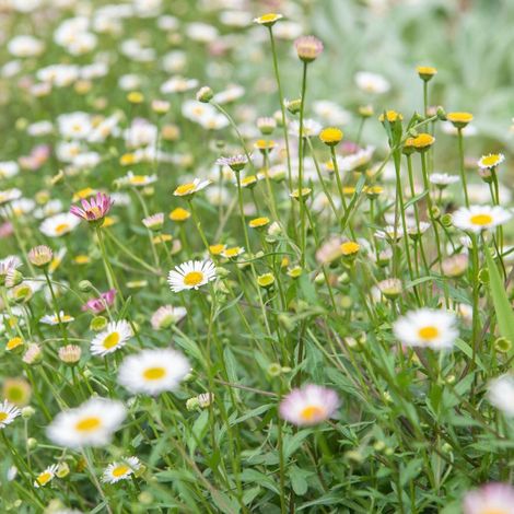 Vergerette de Karvinski Profusion, Erigeron/Pot de 3L - Touffe (1/4)