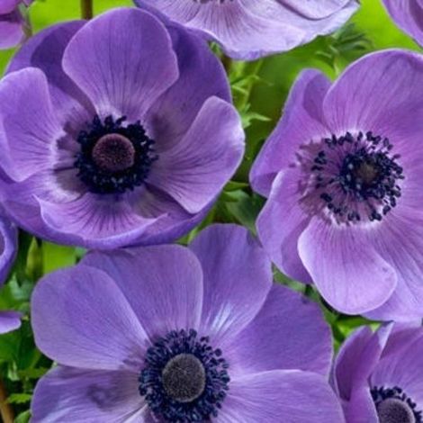 Anémone (Anemone Coronaria) - M. Fokker - Abeilles-Papillons - Fleurs coupées - Bulbes d'été - Bulbes de printemps - Vivaces (1/2)