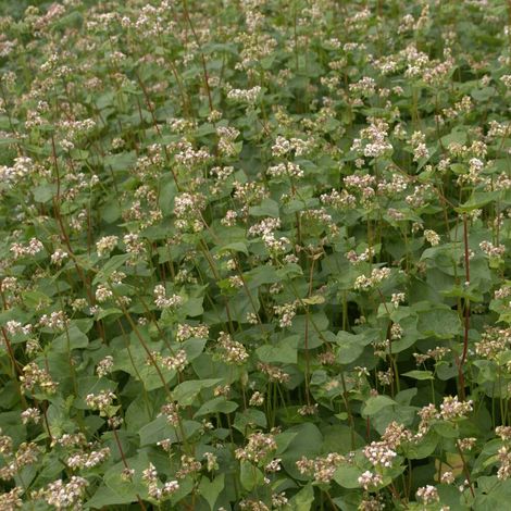 Buchweizen 25 kg Zwischenfrucht Fagopyrum esculentum Bienentrachtpflanze