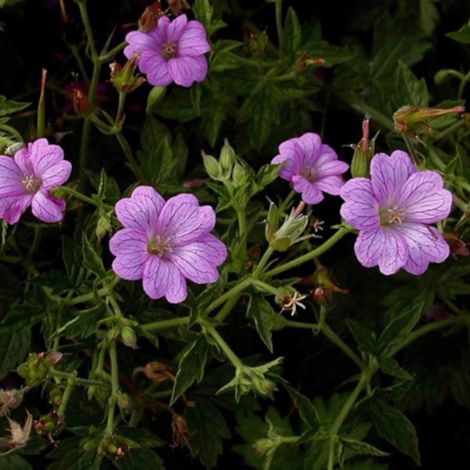 Géranium vivace Claridge Druce/Godet