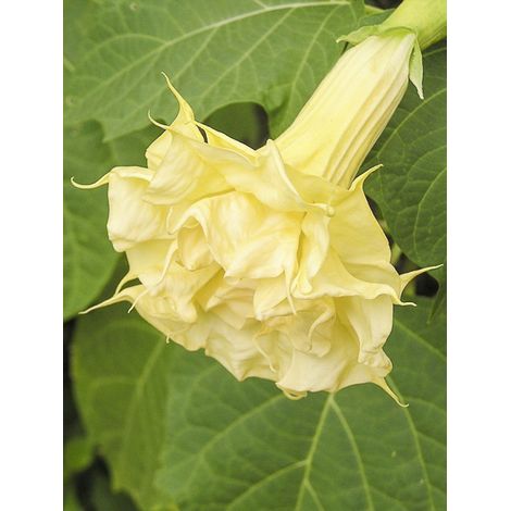 Datura 'Double Golden Queen' le sachet de 8 graines (1/2)