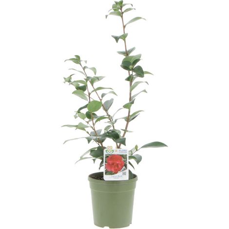 Camelia Japonica Captain Blood - Piante Vere da Esterno - Pianta Fiorita da Giardino Balcone Terrazzo - H 70-80 cm Vaso Ø 17 cm (1/4)