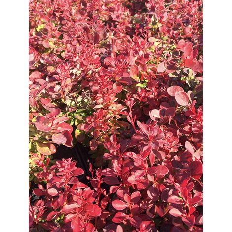 Épine-vinette de Thunberg 'Fireball' Pot de 2L/3L