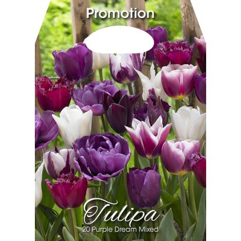 Mix Bulbi di Tulipano Purple Dream 20 Bulbi