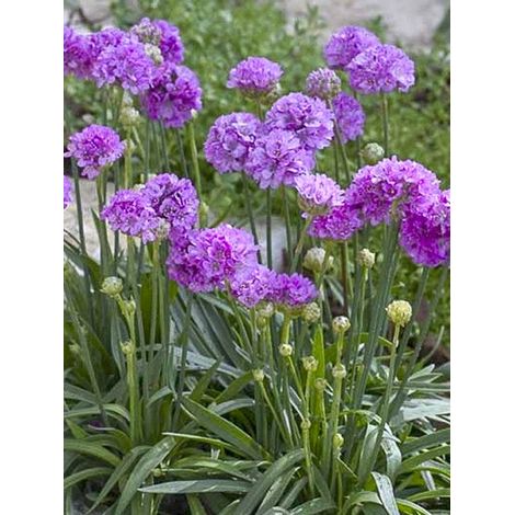Gazon d'Espagne 'Ballerina Lilac' Godet de 8/9 cm (1/3)