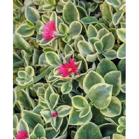 Aptenia variegata pianta grassa succulenta tappezzante perenne vaso 14cm