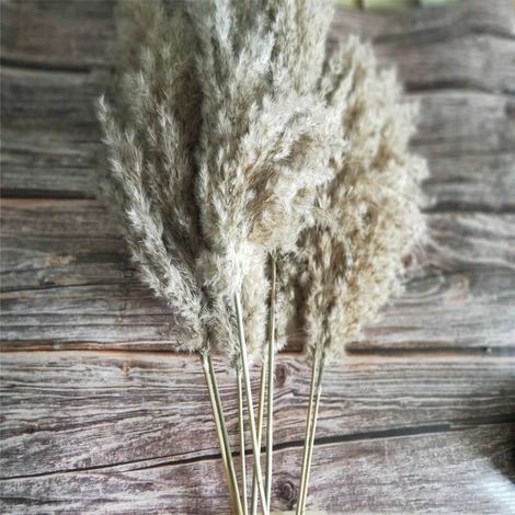 Pampas Grass - Dried Natural Phragmites Communis Stems - Wedding Home Office Decoration - 20 Pieces (1/5)